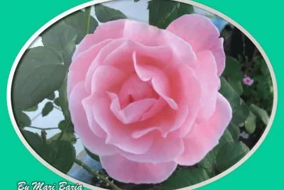 ROSINHA jigsaw puzzle