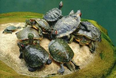 Tortugues