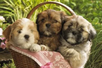 TIERNOS