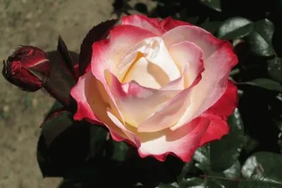 rose
