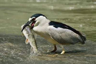 gaviota