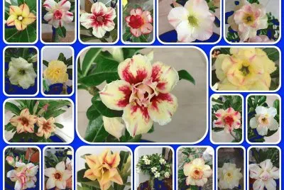 flores
