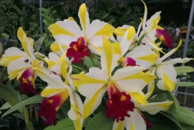 orquÃ­deas
