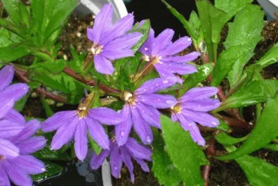 scaevola