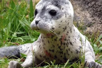 animaux: phoque