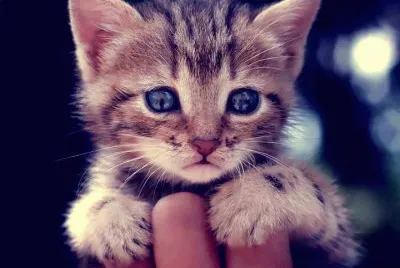animaux: chaton