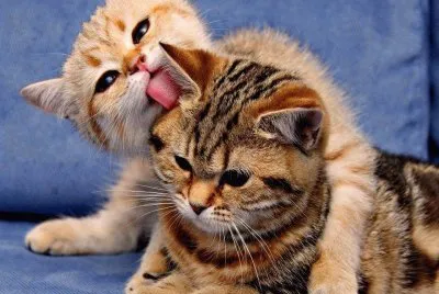 animaux: chatons