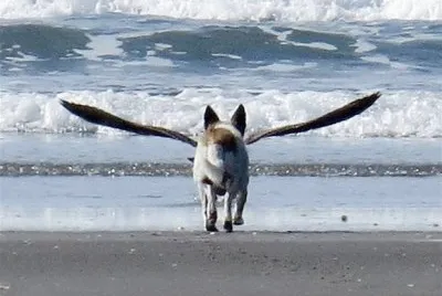 PERRITO DESPEGANDO...