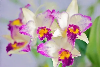 ORQUIDEA RHYNCATTLEANTHE