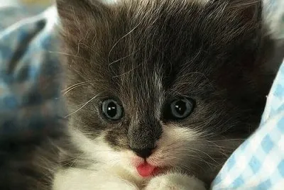 chaton