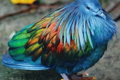 pigeon jigsaw puzzle