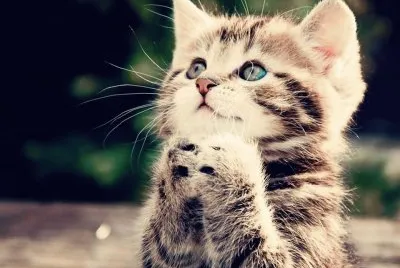chat