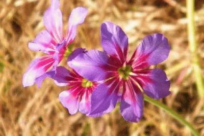 - flor do deserto do atacama