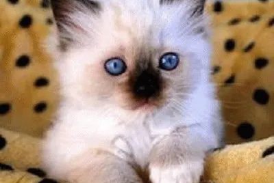 - gatos....