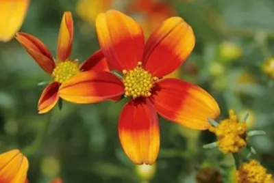 bidens