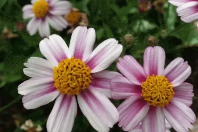 bidens