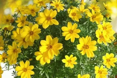 bidens