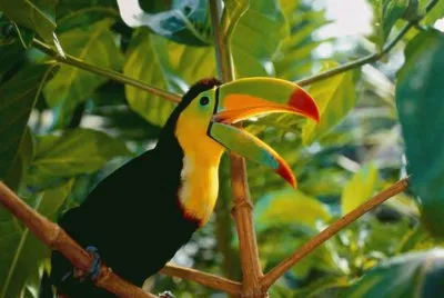 Tucan