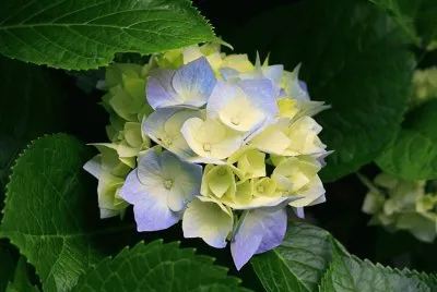 Hydrangeas