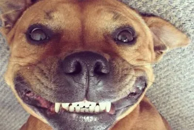 Sonrisa perruna