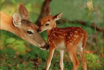 animaux: biche et son faon jigsaw puzzle