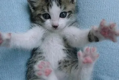 animaux: