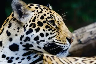 animaux: guÃ©pard