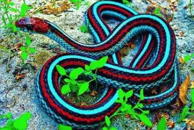 animaux: serpent