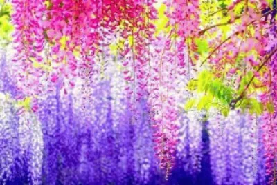 fleurs: glycine