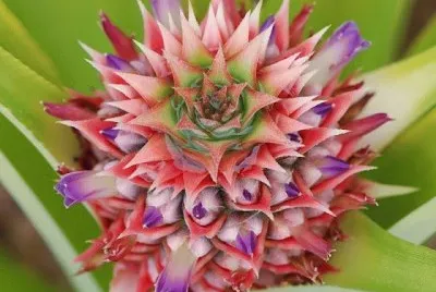 fleurs: