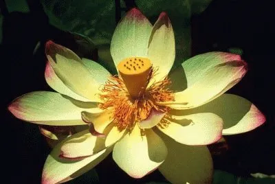 fleurs: lotus