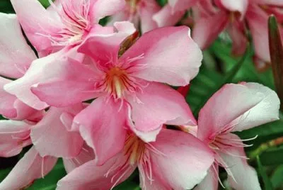 laurier rose