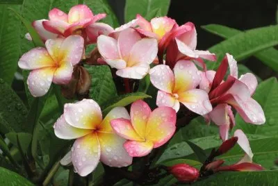 frangipanier