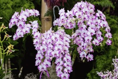 orquidea