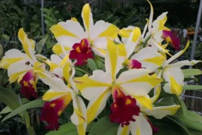 orquidea