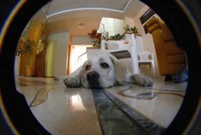 perro