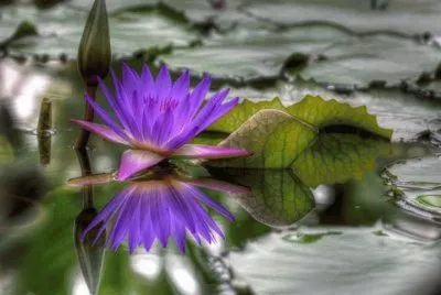 flores