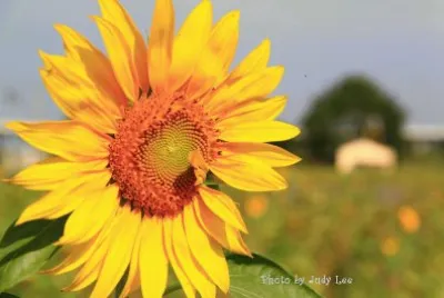 Sun flower