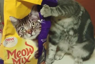 cat