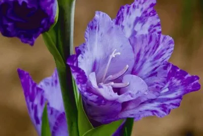 fleurs: