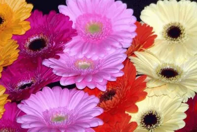 fleurs: gerberas jigsaw puzzle