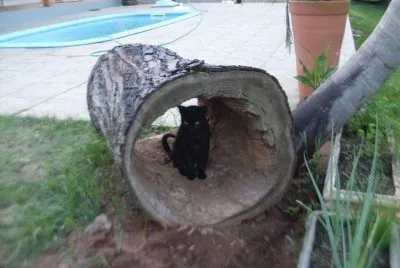 Orfeu e seu abrigo no tronco