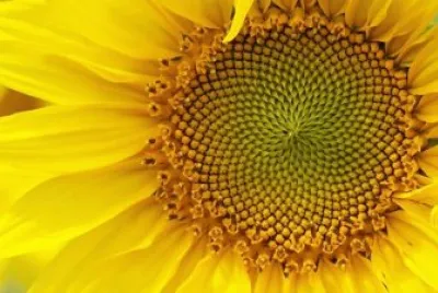 yellow flower