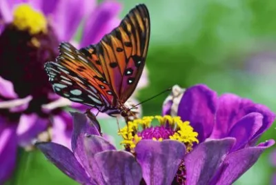 Butterfly on Vibrant Purple Flower