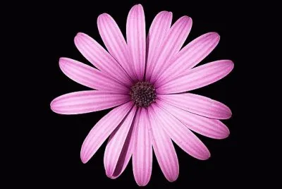 fleur