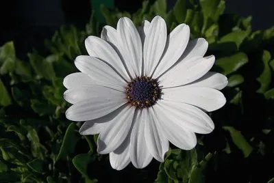 fleur