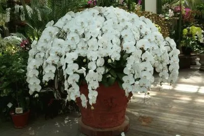 orquidea