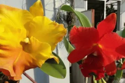 orquideas