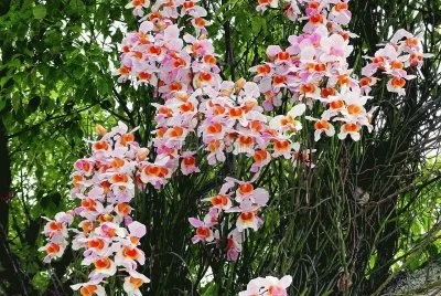 orquideas