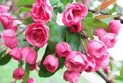 Flowers For Your Garden